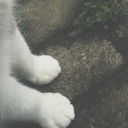 Yo. 