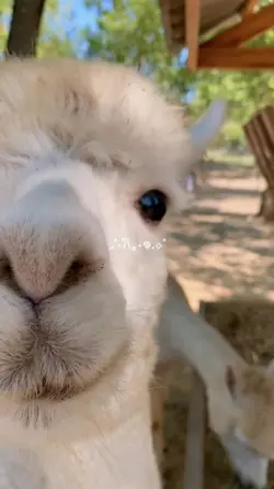 mini vlog