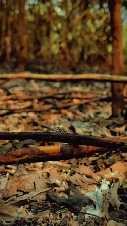 Hutan