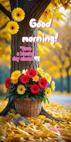 Morning Bless