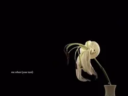 wilting flowers