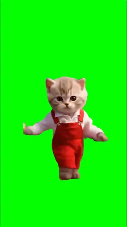 Cat dancing meme 