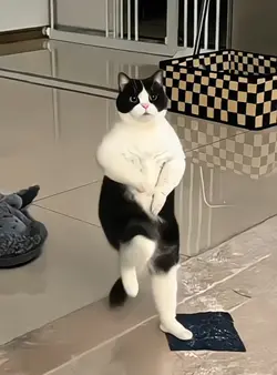 can your cat dance? 