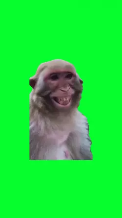 MONKEY LAUGHING
