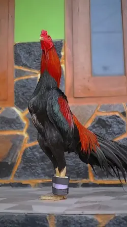 Cinematic ayam hd