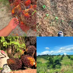petani sawit muda 