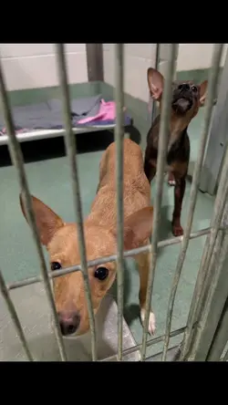 Pet Adoption Approve
