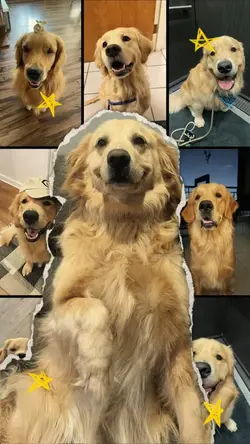 My dog 🦴