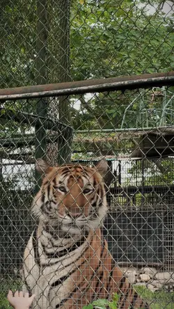 into the wild 🐅