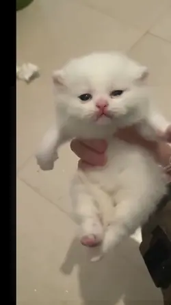 Funny Cute Cat & Dog