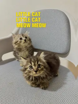 Little Cat