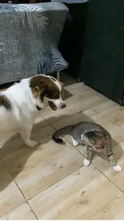 Dog and Kitten