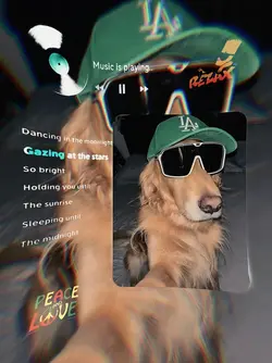 cool dog