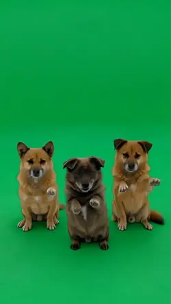 dancing dog 