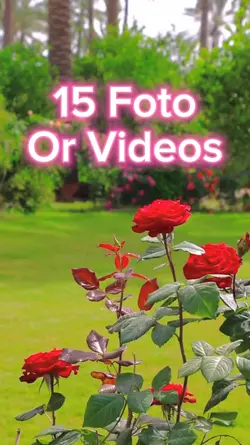 15 Video Slides