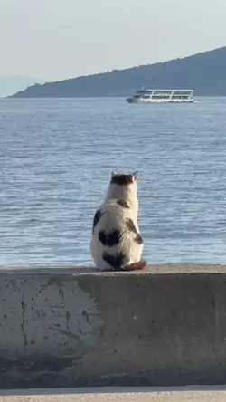 Kucing
