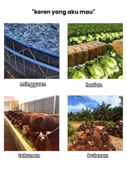 TREND BOS MUDA