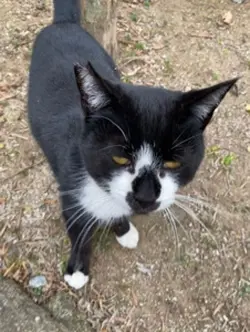 デブ猫😸