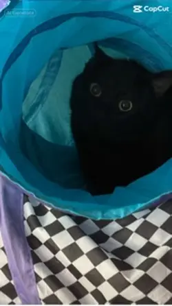 🖤