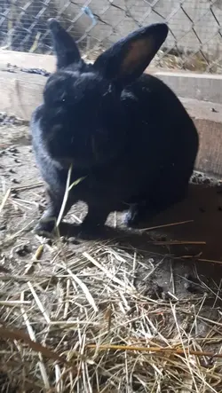 Rabbit slomo