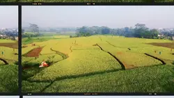 rice field