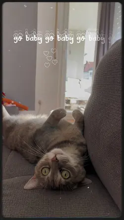 Cutecats