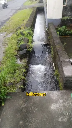 terlihat tenang