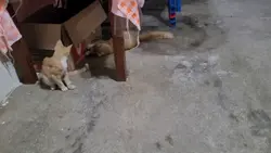 pelea de gatos
