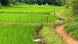 Pastoral Beauty