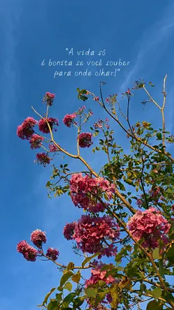 vida bonita