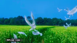 santali video new 