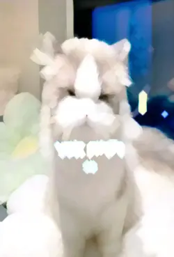 sana ma trend cc