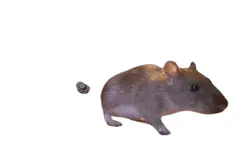 Stuart little
