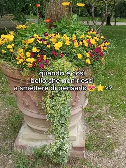 bellissimo