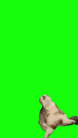 cat meme