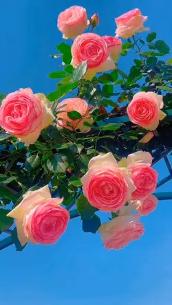 Rose flowers 