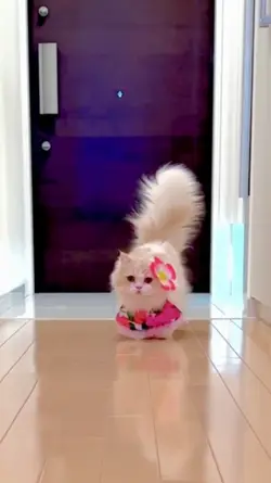 Cute cat