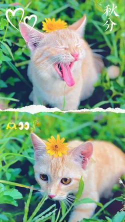 2 photos template 