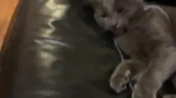 My cat biting me 