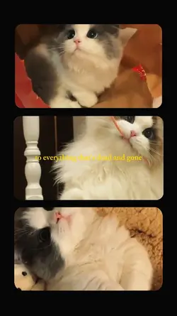 cute cat memories