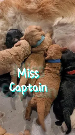 Litter of Puppies