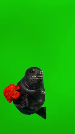 Buys you flowers