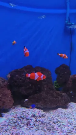 nemo