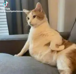 enge katten verhalen