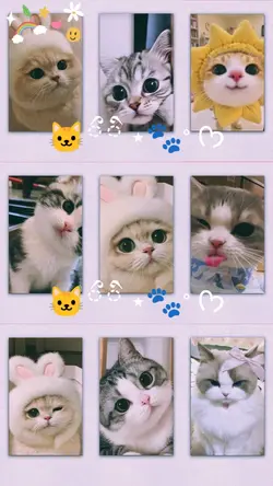 Cat Cute