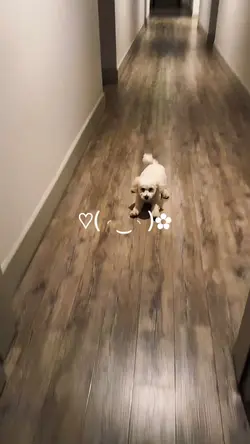 Slowmotion dog pet