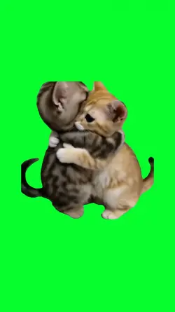 cat hug each other