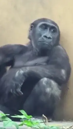 Monkey 