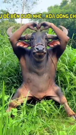 CHỤP HÌNH CÙNG TRÂU