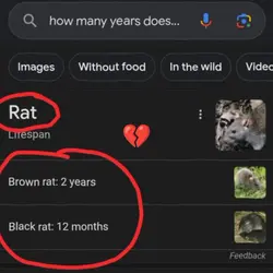 Rat
